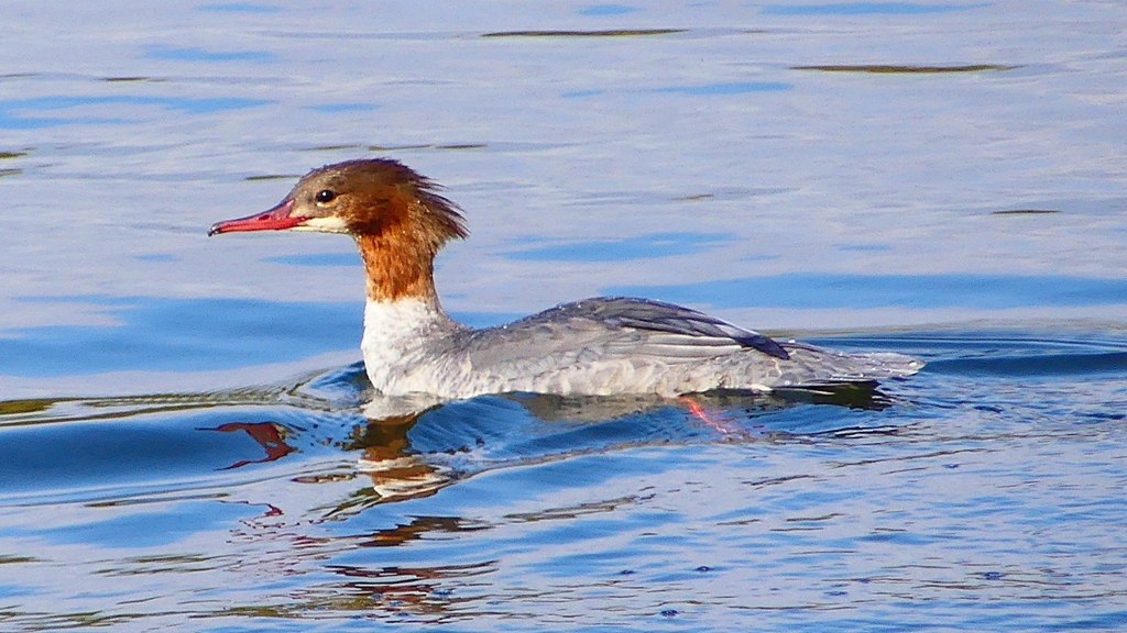 P2390173：カワアイサ（メス）