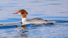 P2390173：カワアイサ（メス）