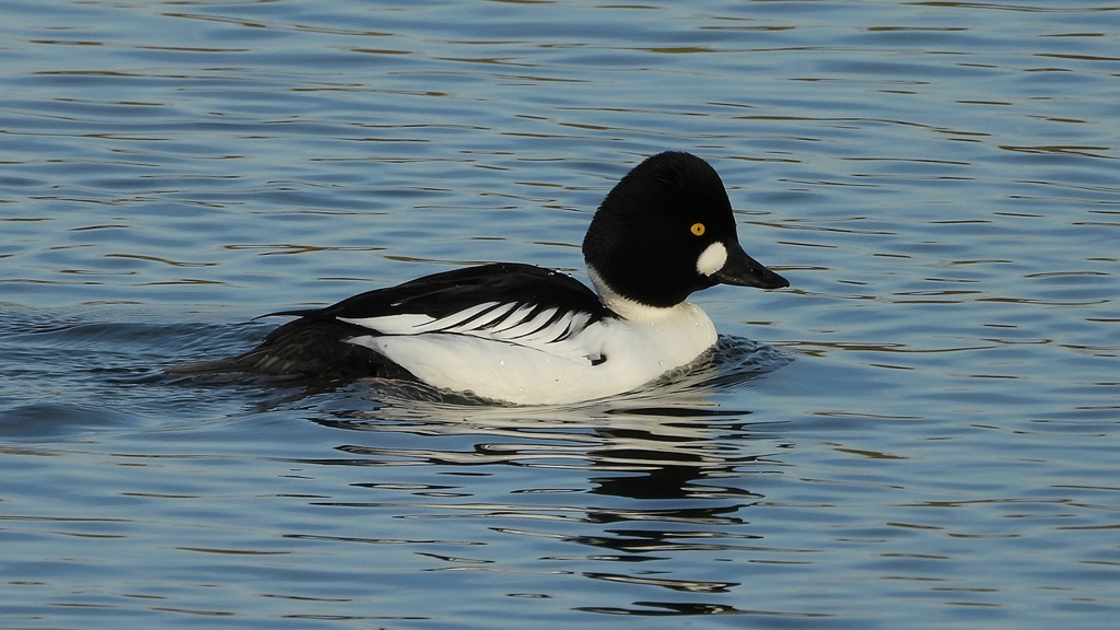 DSCN2556：ホオジロガモ（オス）