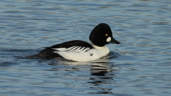 DSCN2556：ホオジロガモ（オス）