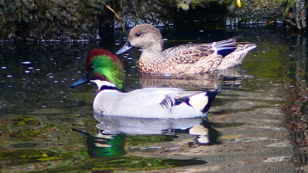 P2390714：ヨシガモ