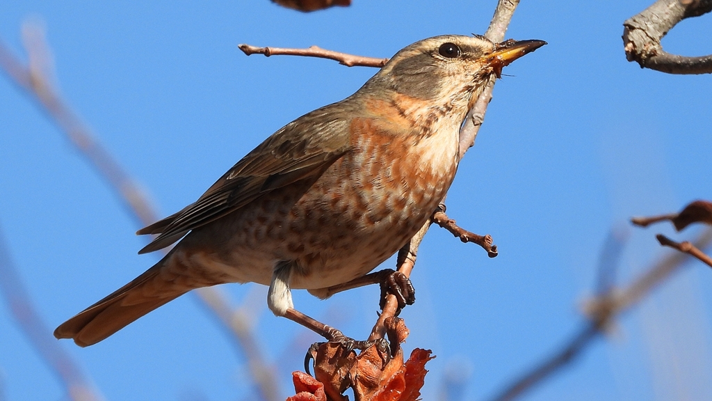 DSCN8796：ハチジョウツグミ