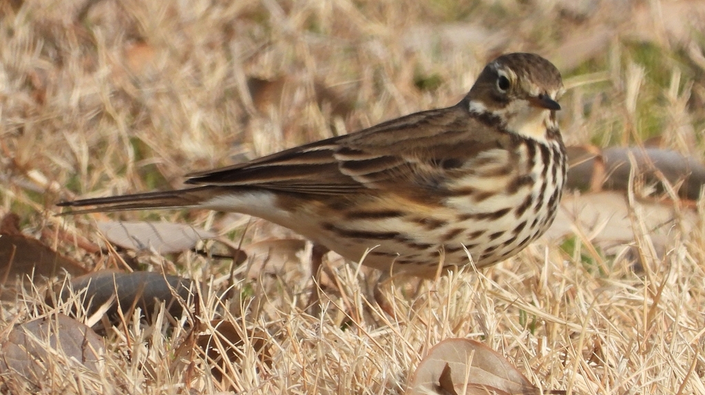 DSCN7592：タヒバリ