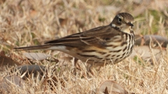 DSCN7592：タヒバリ