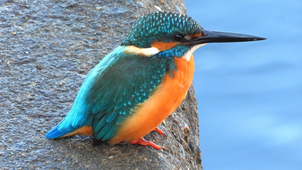 DSCN5655：カワセミ（オス）