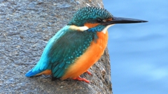 DSCN5655：カワセミ（オス）