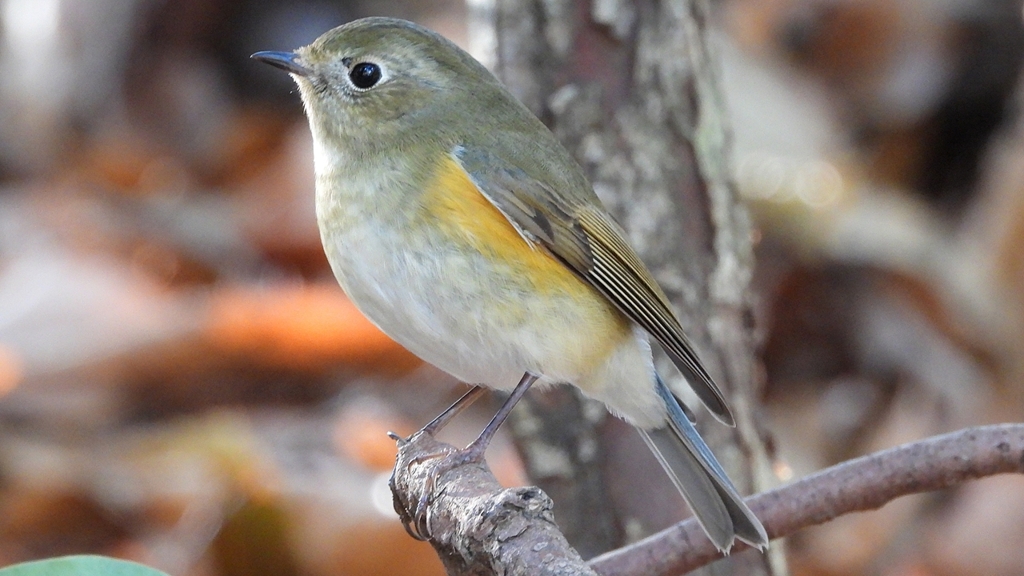 DSCN7116：ルリビタキ（メスタイプ）