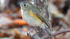 DSCN7116：ルリビタキ（メスタイプ）