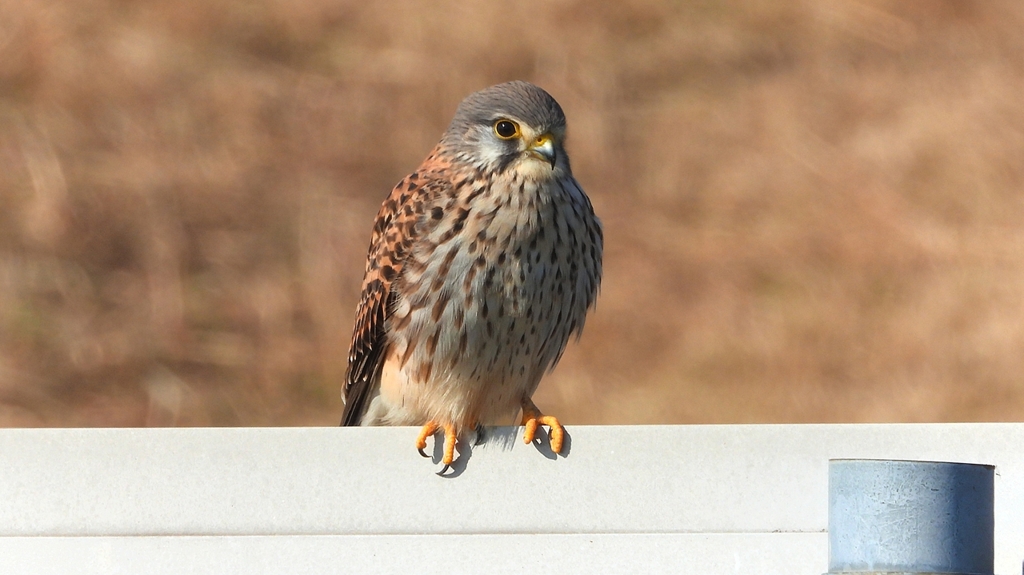 DSCN6699：チョウゲンボウ