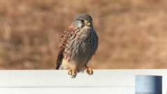 DSCN6699：チョウゲンボウ