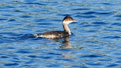 P2370271：ハジロカイツブリ