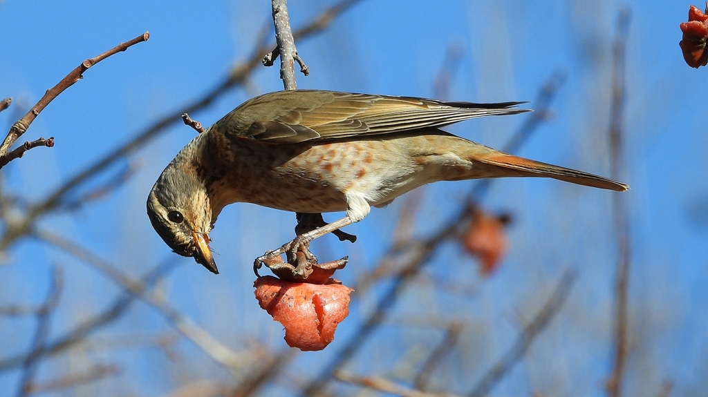 DSCN8868：ハチジョウツグミ