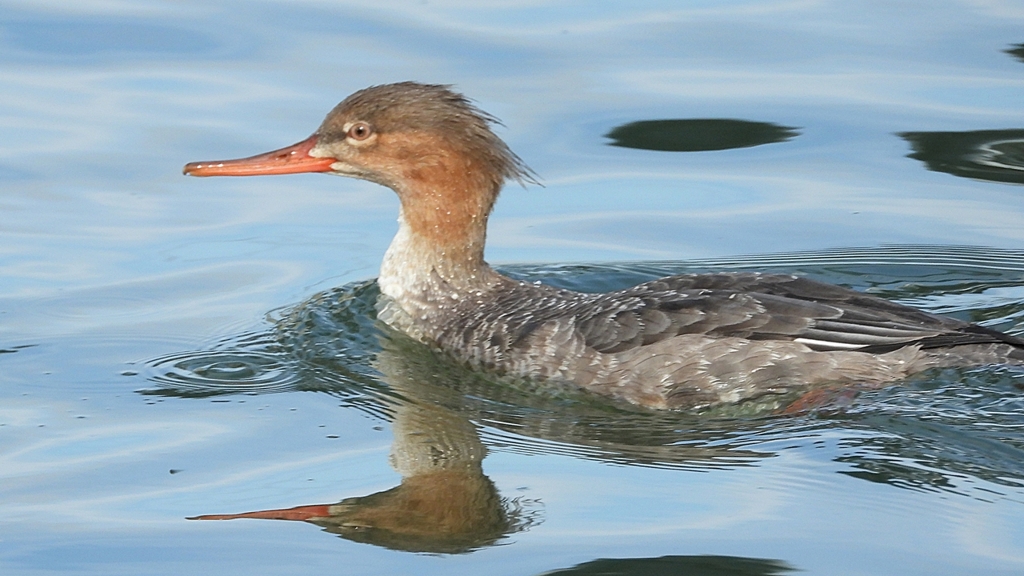 DSCN3193：ウミアイサ（メス）