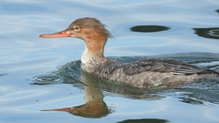 DSCN3193：ウミアイサ（メス）