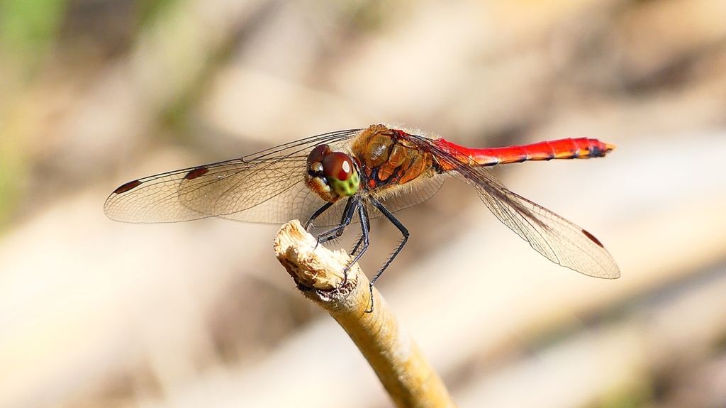 P2330459：アキアカネ（オス）