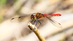 P2330459：アキアカネ（オス）