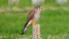 P2340382：チョウゲンボウ