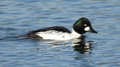 DSCN2742：ホオジロガモ（オス）