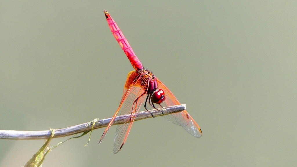 P2300674：ベニトンボ（オス）