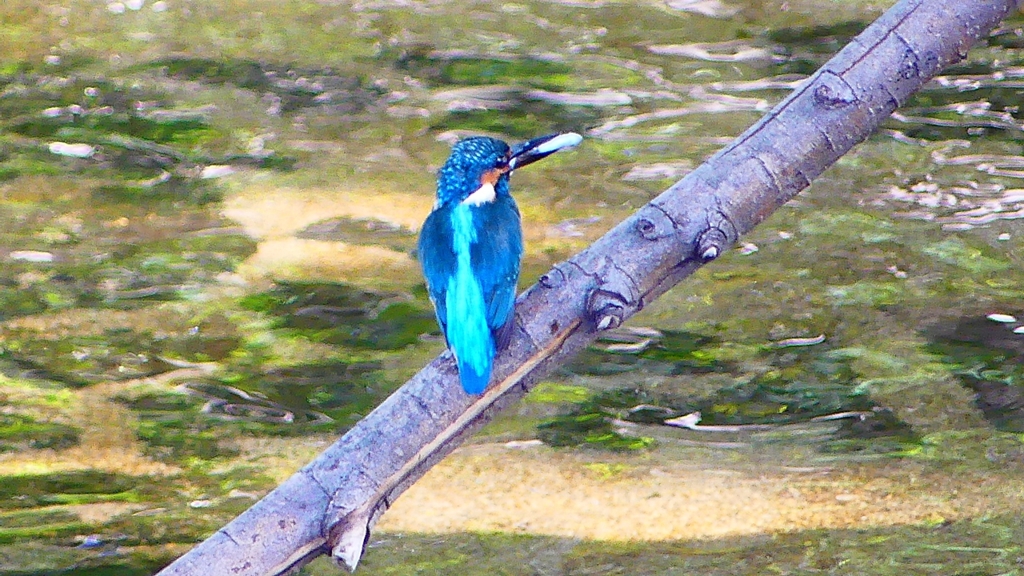 P2330444：カワセミ