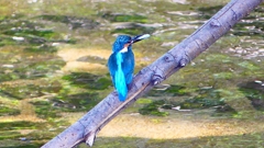 P2330444：カワセミ