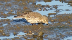 DSCN6439：タヒバリ