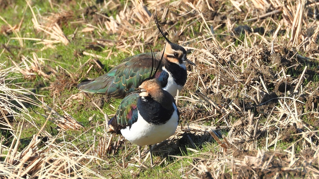 DSCN6668：タゲリ