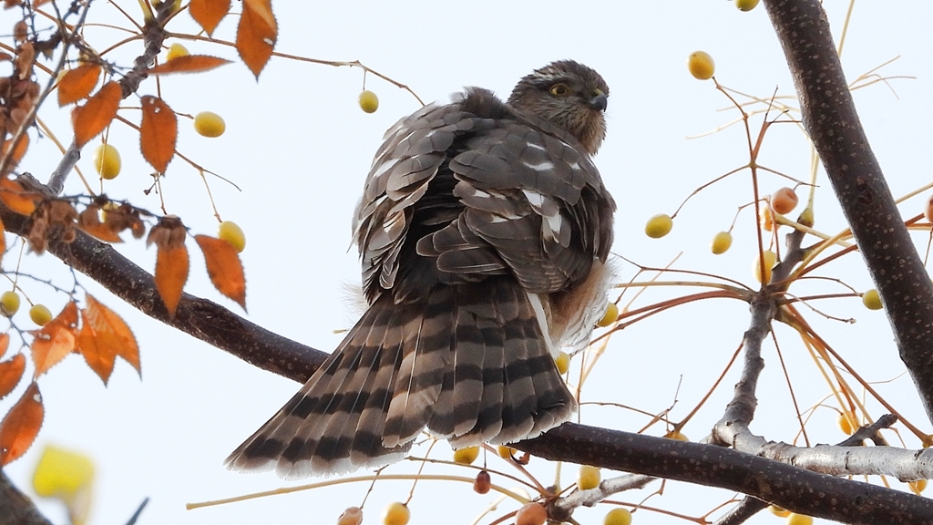 DSCN3050：ハイタカ