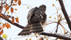 DSCN3050：ハイタカ