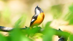 P2300003：ジョウビタキ（オス）