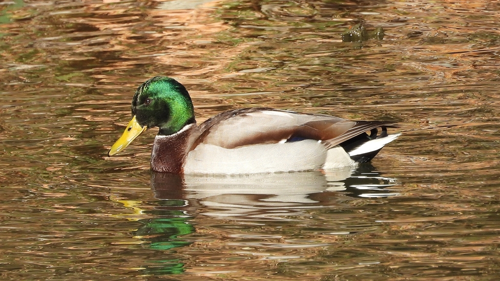 DSCN5106：マガモ（オス）