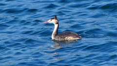 P2320707：カンムリカイツブリ