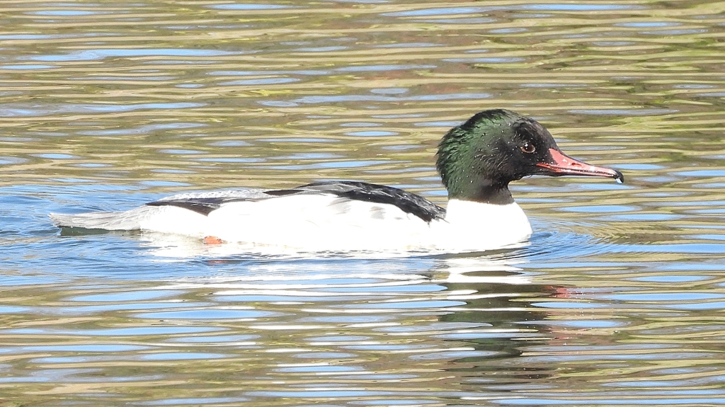 DSCN1940：カワアイサ（オス）