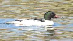 DSCN1940：カワアイサ（オス）