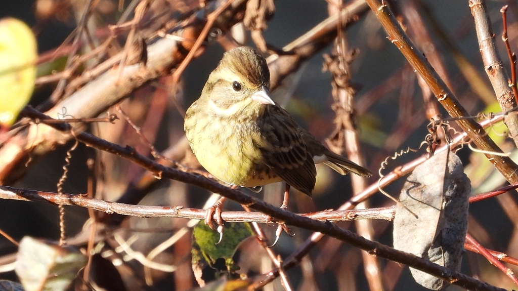 DSCN5774：アオジ