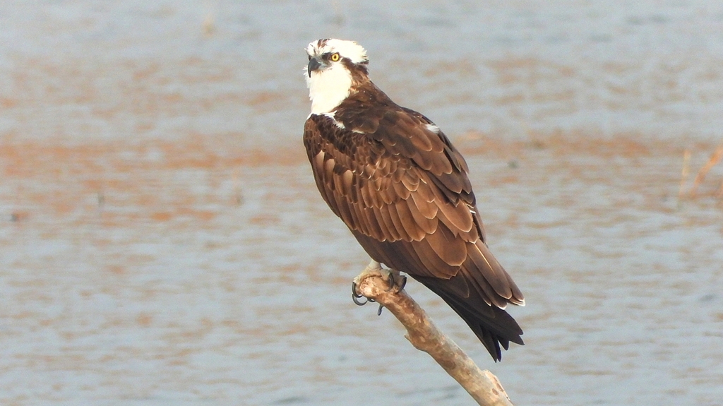 DSCN7335：ミサゴ