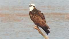 DSCN7335：ミサゴ