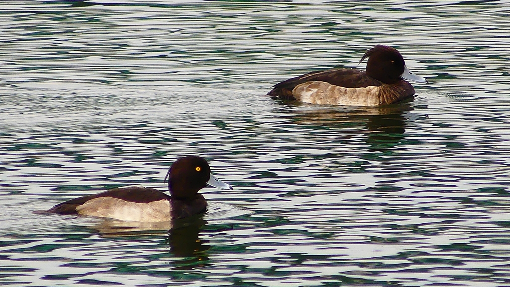 P2350468：キンクロハジロ