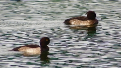 P2350468：キンクロハジロ