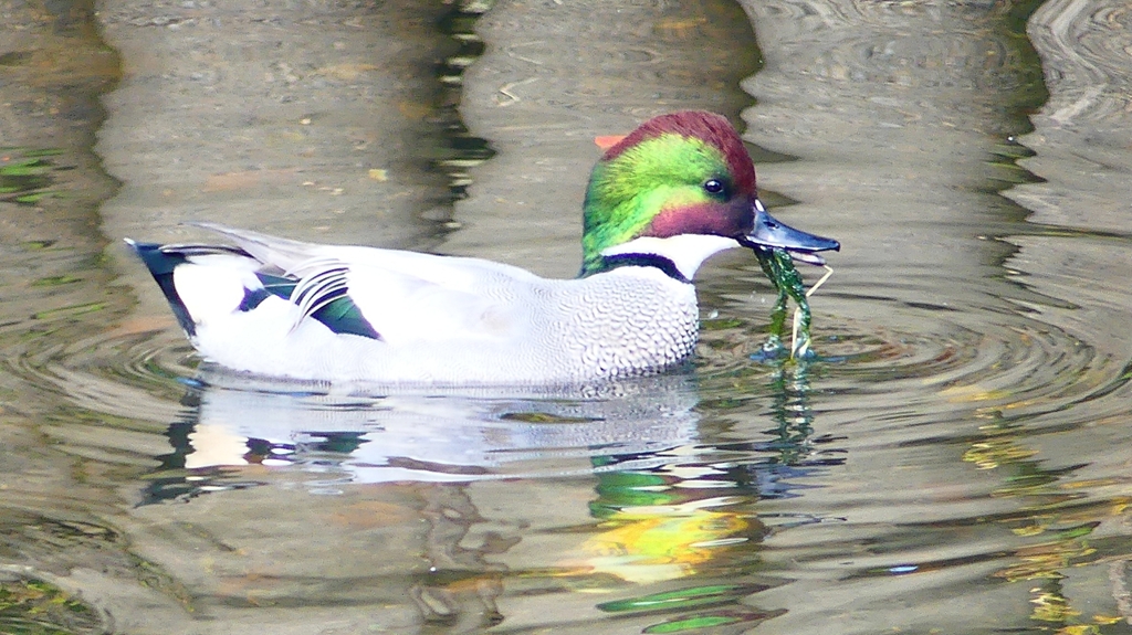 P2390607：ヨシガモ（オス）