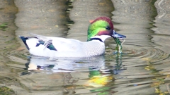 P2390607：ヨシガモ（オス）