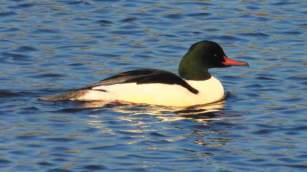 DSCN6356：カワアイサ