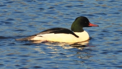 DSCN6356：カワアイサ