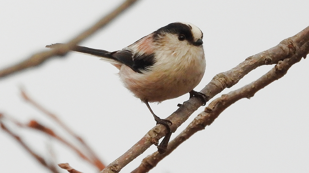 DSCN8559：エナガ