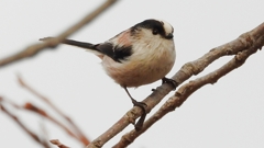 DSCN8559：エナガ