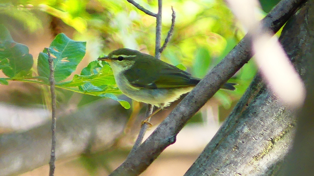 P2320017：ムシクイ