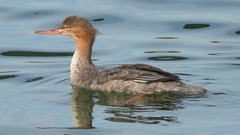 DSCN3169：ウミアイサ（メス）