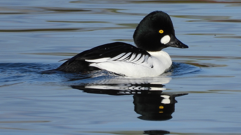 DSCN2842：ホオジロガモ（オス）