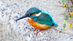 P2410271：カワセミ（オス）