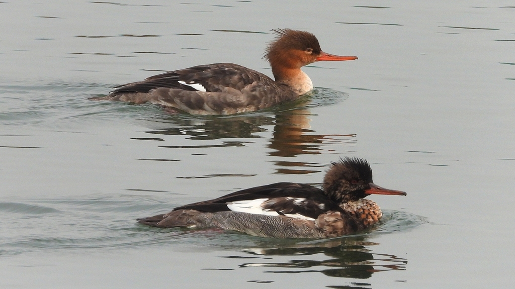 DSCN7249：ウミアイサ